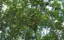 Thiếu hụt trái cây Tết vì thời tiết bất thường