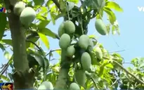 Bảo quản trái cây bằng chất bảo vệ thực vật có thể gây vô sinh?