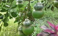 Trái cây độc lạ tại ĐBSCL giảm năng suất