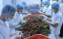 Rau quả xuất khẩu tăng 44% trong 6 tháng