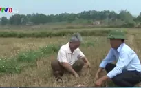 Kon Tum: Hơn 1.000 ha lúa nước bị mất trắng do hạn hán