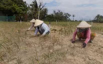 Hành Lý Sơn mất mùa, nông dân trắng tay
