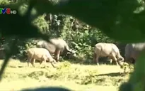 Triển khai phương án khống chế trâu lạ tấn công người