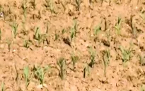 FAO: Triều Tiên sẽ thiếu lương thực nghiêm trọng
