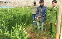 Hà Nội: Trộm cắp vùng nông thôn ngày càng táo tợn