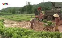 Bùng phát trồng rừng kinh tế
