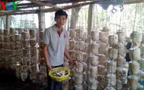 Làm giàu từ nghề trồng nấm