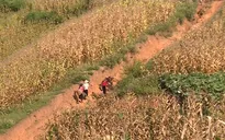 Thiếu minh bạch trong văn bản chủ đầu tư kí với người trồng ngô