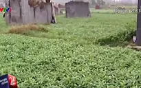 Hà Nội kiểm tra việc trồng rau xanh trong nghĩa địa