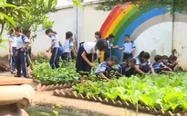 Thú vị mô hình trồng rau sạch trong trường học ở TP.HCM