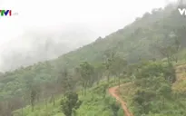 Kon Tum nỗ lực mở rộng diện tích rừng trồng