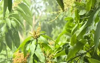 Gần 1.000 ha xoài Tết ở Hậu Giang bị thiệt hại vì mưa dầm