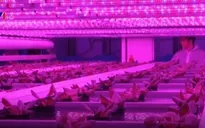 Trồng rau nhiệt đới giữa mùa Đông của châu Âu