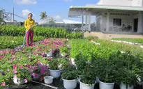 Người trồng hoa cúc Bến Tre thiệt hại nặng