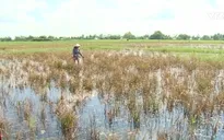 Những câu chuyện buồn từ con tôm, cây lúa ở Kiên Giang