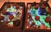 Độc đáo nhà hàng sử dụng iPad thay đĩa đựng thức ăn tại San Francisco