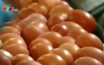 Liệu pháp Ánh sáng cho năng suất trứng tốt hơn