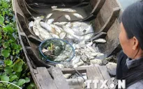 Bắt đầu xét xử vụ cá chết hàng loạt do xả thải trên sông Chà Và