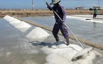 Diêm dân Bình Thuận thua lỗ vì muối rớt giá