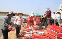 Chốt phương án khai thác thủy sản miền Trung