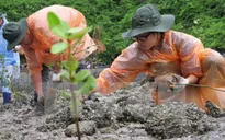 TT-Huế: Trồng cây ngập mặn thích ứng với biến đổi khí hậu