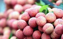 Hỗ trợ kết nối cung - cầu nhãn, vải