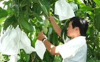 Túi bao trái xoài nhãn hiệu "Taiwan" đảm bảo an toàn