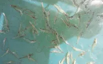 Áp thuế nhập khẩu trứng Artemia, doanh nghiệp tôm giống lao đao