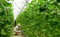 Nút thắt về vốn làm chậm quá trình tái cơ cấu nông nghiệp