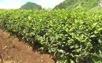 Nông nghiệp Israel phát triển nhờ công nghệ tưới nhỏ giọt