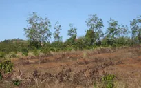 Gia Lai: Vật vã với hạn hán, người dân vẫn chưa nhận được hỗ trợ