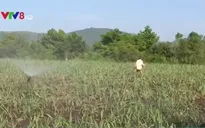 Chi phí chống hạn cho ruộng mía tăng cao