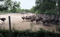Hiệu quả từ mô hình cho đà điểu nghe nhạc