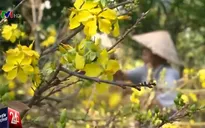 Người trồng mai Tết ở Nam Trung Bộ thiệt hại nặng vì nắng nóng