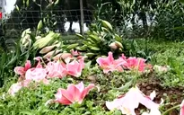 Người trồng hoa Hà Nội mất Tết vì thời tiết nắng nóng