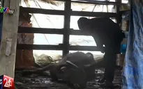 Băng giá gây thiệt hại nặng tại nhiều tỉnh miền núi phía Bắc