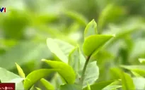 Chè Việt thắng về lượng nhưng... thua "đậm" về giá