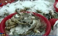 Hạn mặn, thuế chống bán phá giá: Tôm xuất khẩu chồng chất khó khăn