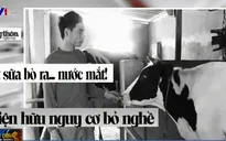 Đừng để người chăn nuôi đang vắt sữa bò ra... nước mắt!