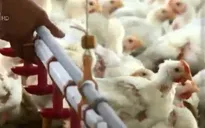 "Phát sốt" với đề xuất nhập khẩu gà chính ngạch từ Trung Quốc