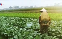 Rau không an toàn được sản xuất ở ngay vùng... rau sạch
