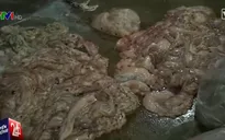 Tẩy trắng nội tạng bò bằng... hóa chất