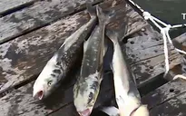 Người dân Vũng Tàu kiện doanh nghiệp xả thải làm cá chết hàng loạt