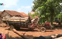 Báo động tình trạng người dân phá rừng, trồng tiêu tại Đăk Lăk
