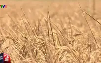 ĐBSCL: El Nino chưa qua, nỗi lo La Nina đã "gõ cửa"