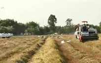 Xuất khẩu gạo gặp khó vì chất lượng nguyên liệu giảm