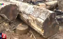 Phát hiện nhiều sai phạm trong khai thác rừng tại Lâm Đồng