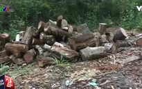 Có hay không việc tiếp tay cho lâm tặc phá rừng phòng hộ ở Lâm Đồng?