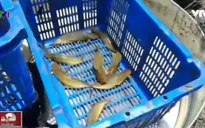 Cá trê trắng bị "hô biến" thành cá trê vàng nhờ hóa chất