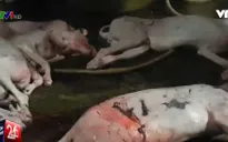 Lò giết mổ chó mất vệ sinh kinh hãi đến mức nào?